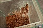 Tapinauchenius gigas, ,  