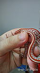 hypo tessera