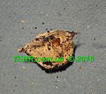 Lampropelma nigerrimum S2 TM