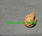 Lampropelma nigerrimum S3 TM