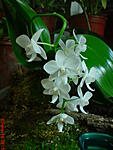 DSC00620