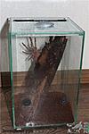 Tapinauchenius gigas,    ( 27.02.2016)