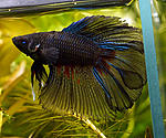 Double Tail 1