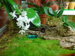 DSC00617