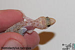  ,     (Hemidactylus turcicus)