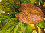 Echinodorus Quadricolor