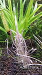 utricularia sp india