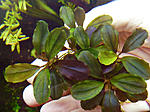 Red Cherry