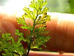 Crepidomanes   Insigne