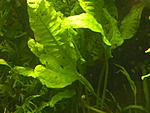 microsorum sp Sumatra