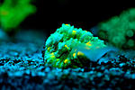 Mycedium()