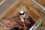 Tapinauchenius gigas,  3