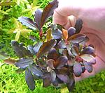 Brownie purple