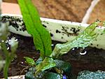 Microsorum  From India