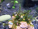 Moss Sp. Batang Ai