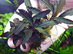 Black Lizard