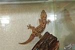    Hemidactylus turcicus