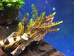 Moss Sp.Japonicum