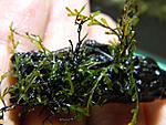 Hymenophyllaceae sp. "Andaman Island"