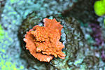 Setosa