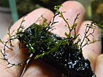 Hymenophyllaceae sp. "Andaman Island"