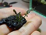 Bolbitis sp. Sulawesi