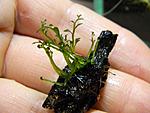 Bolbitis Heteroclita Cuspidata
