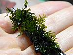 Crepidomanes sp. West kalimantan