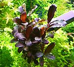 Brownie purple