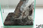 Tapinauchenius gigas   3