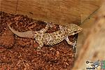    Hemidactylus turcicus
