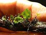 Crepidomanes   Minutum