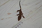 IMG 7372