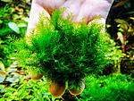 Fenix moss1