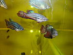 PICT2237