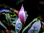 DSCF4070