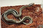    Elaphe taeniura "Blue Beauty"