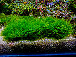 Fenix moss