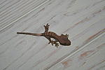 IMG 7384