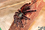 Avicularia versicolor ( )