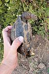 ,  Testudo marginata