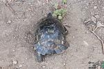 ,  Testudo marginata