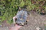 ,  Testudo marginata