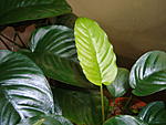Anubias "Coin leaf"