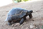 ,  Testudo marginata