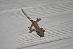 IMG 7379