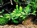 Melawi Green