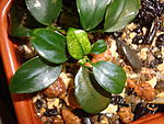 Anubias nana 'petite' (   'petite') 'Variegata'