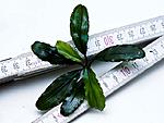 Melawi Green