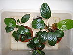 Anubias barteri var. nana coin leaf